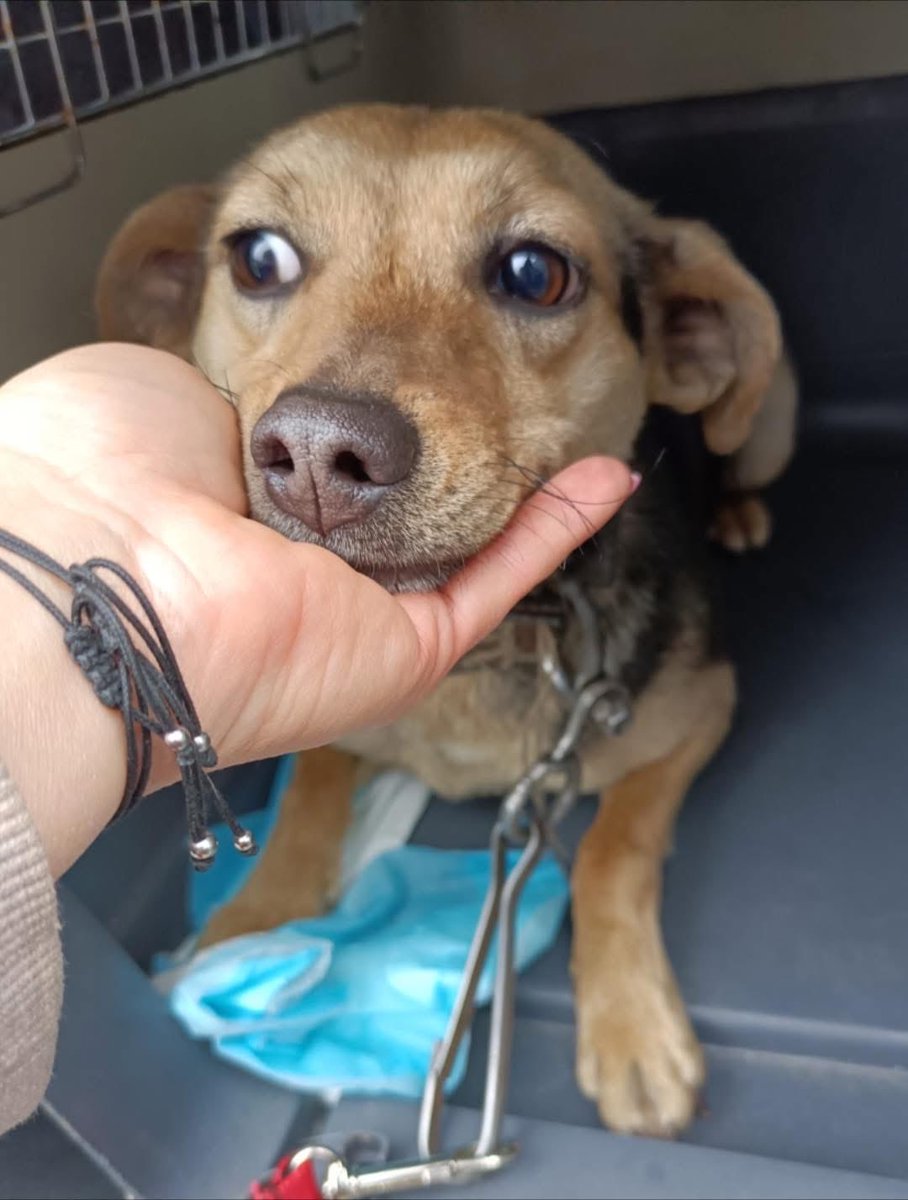 Bracia Mniejsi Kocham i ratuję tweet media