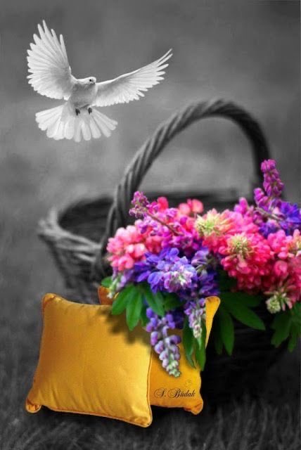 الجفــ🦌ــول💜 tweet media
