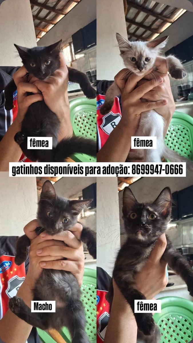 Hariframes tweet media