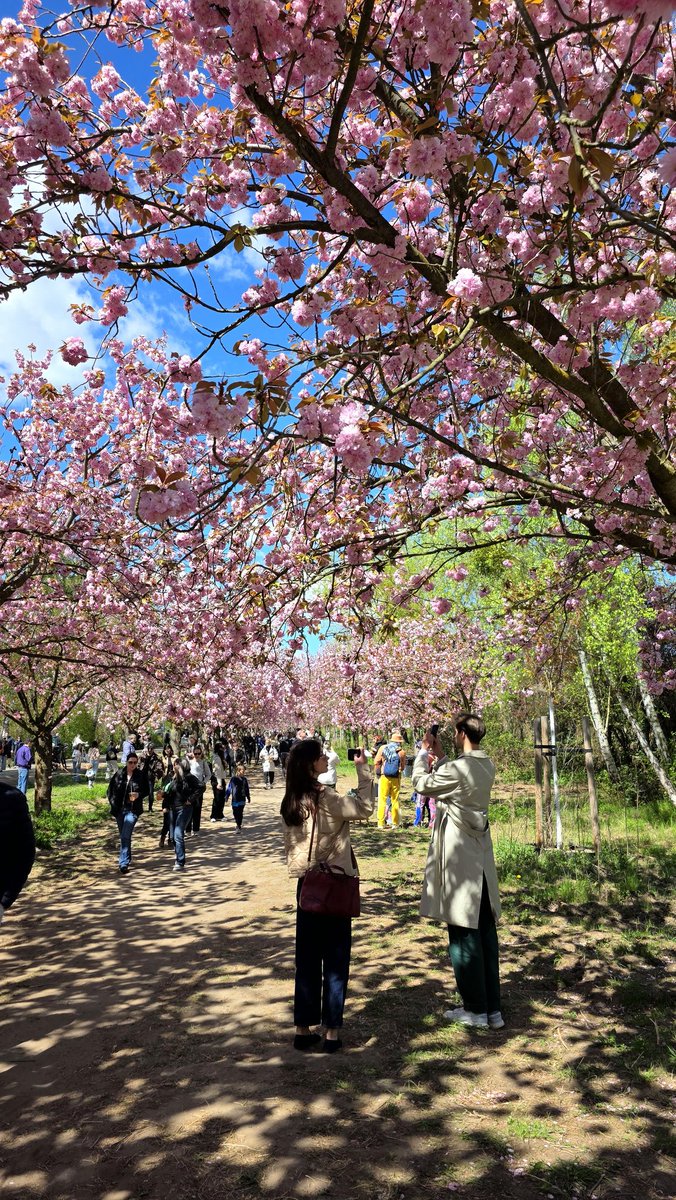 freetimeghosty's tweet photo. Kirschblütenzeit in Berlin 🍒🌸💕

#cherryblossom #Berlin #kirschblütenzeit #kirschblüte https://t.co/h2rakvAcfK
