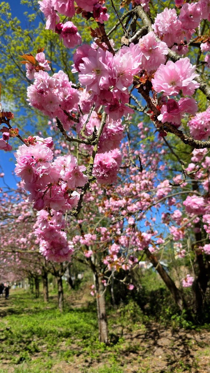 freetimeghosty's tweet photo. Kirschblütenzeit in Berlin 🍒🌸💕

#cherryblossom #Berlin #kirschblütenzeit #kirschblüte https://t.co/h2rakvAcfK