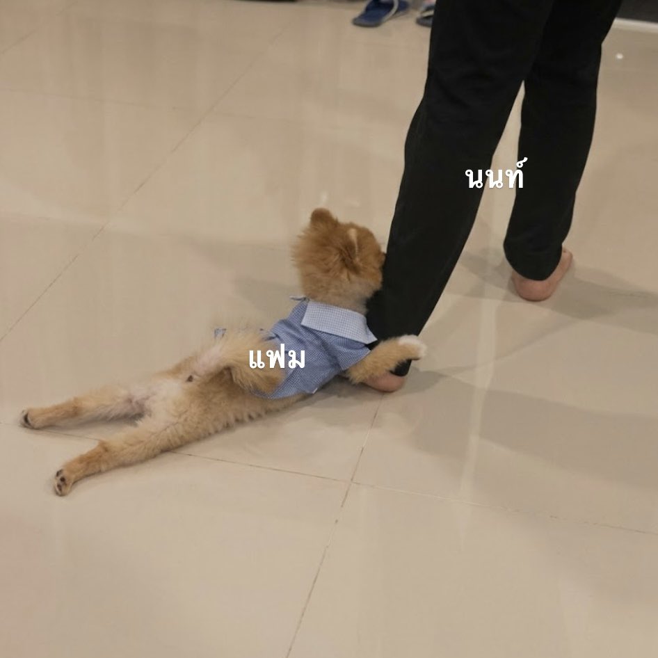 หมวยเล้ก ft.툥툥 tweet media