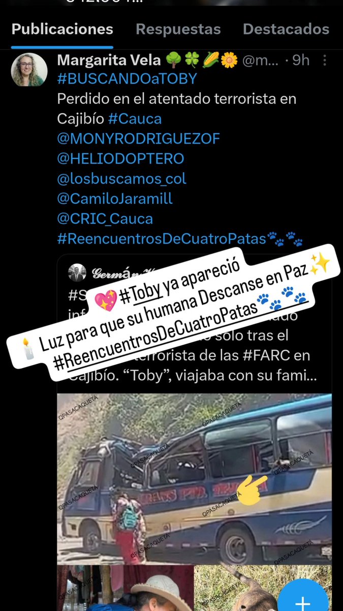 margaritavela's tweet image. 💖#Toby apareció ❤️‍🩹
Vió morir a su humana en un absurdo atentado terrorista🕯️✨ Se perdió al intentar buscar ayuda y llegó al hospital de Piendamó en donde alguien lo amarró y pudieron encontrarlo.
Algo de consuelo 💝
#ReencuentrosDeCuatroPatas🐾🐾
@MONYRODRIGUEZOF
@HELIODOPTERO