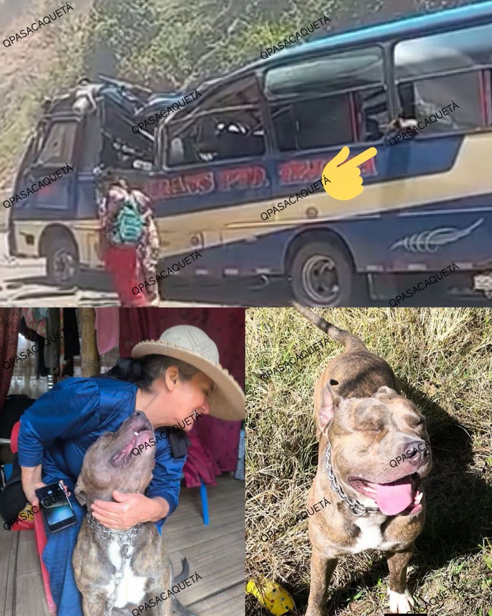 margaritavela's tweet image. 💖#Toby apareció ❤️‍🩹
Vió morir a su humana en un absurdo atentado terrorista🕯️✨ Se perdió al intentar buscar ayuda y llegó al hospital de Piendamó en donde alguien lo amarró y pudieron encontrarlo.
Algo de consuelo 💝
#ReencuentrosDeCuatroPatas🐾🐾
@MONYRODRIGUEZOF
@HELIODOPTERO