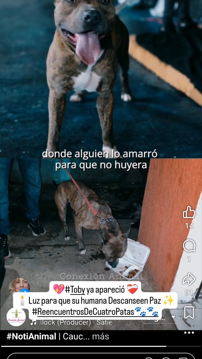 margaritavela's tweet image. 💖#Toby apareció ❤️‍🩹
Vió morir a su humana en un absurdo atentado terrorista🕯️✨ Se perdió al intentar buscar ayuda y llegó al hospital de Piendamó en donde alguien lo amarró y pudieron encontrarlo.
Algo de consuelo 💝
#ReencuentrosDeCuatroPatas🐾🐾
@MONYRODRIGUEZOF
@HELIODOPTERO
