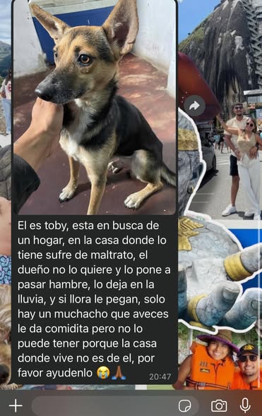 Se requiere ayuda para rescatar o que adopten a Toby, tiene 8 meses. (Leer texto de la imagen). La direccion es Av. Andres Bello con calle trujillo, Barrio pinto salinas, libertador, el clavo. Cualquier ayuda se agradecería📷