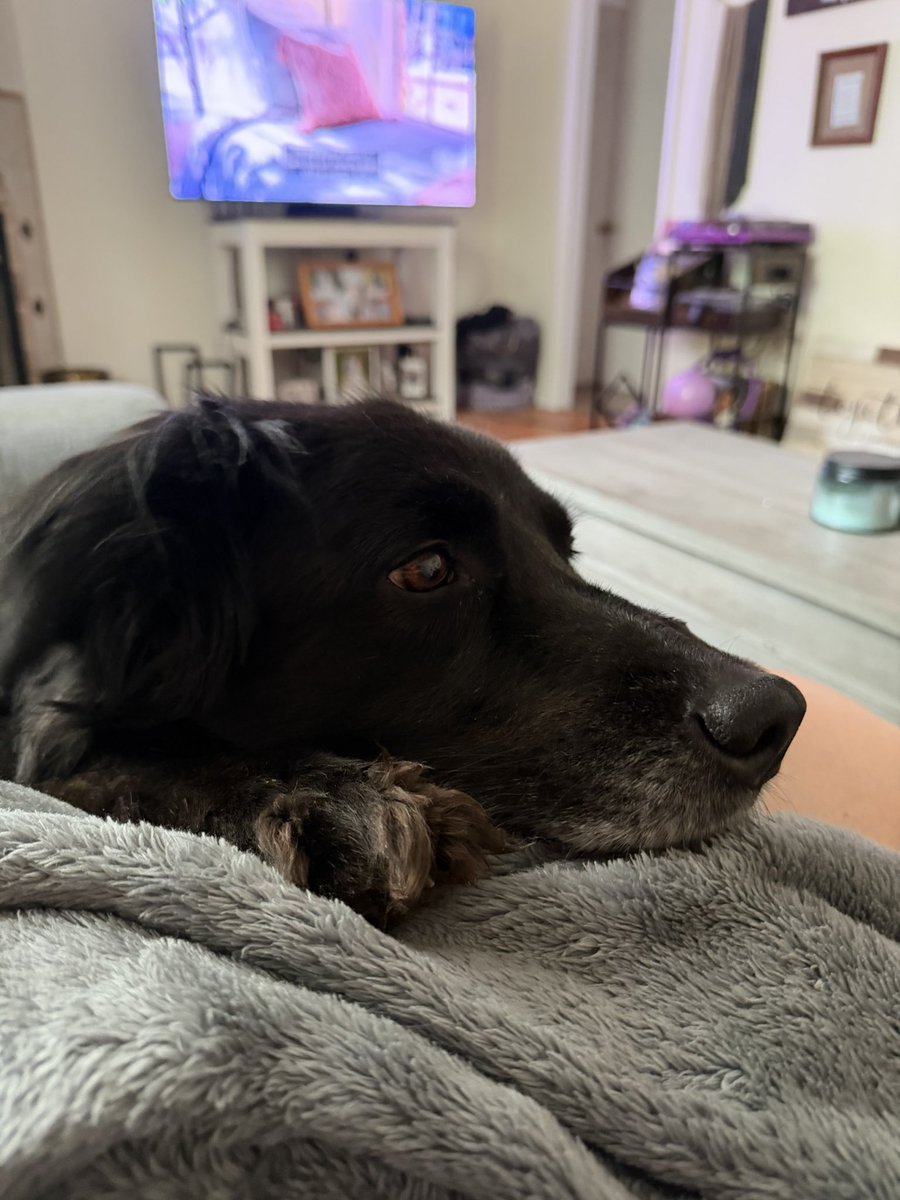 Christine_Lock1's tweet photo. Axel approves of The Great Divide https://t.co/AAtcTIfG7c