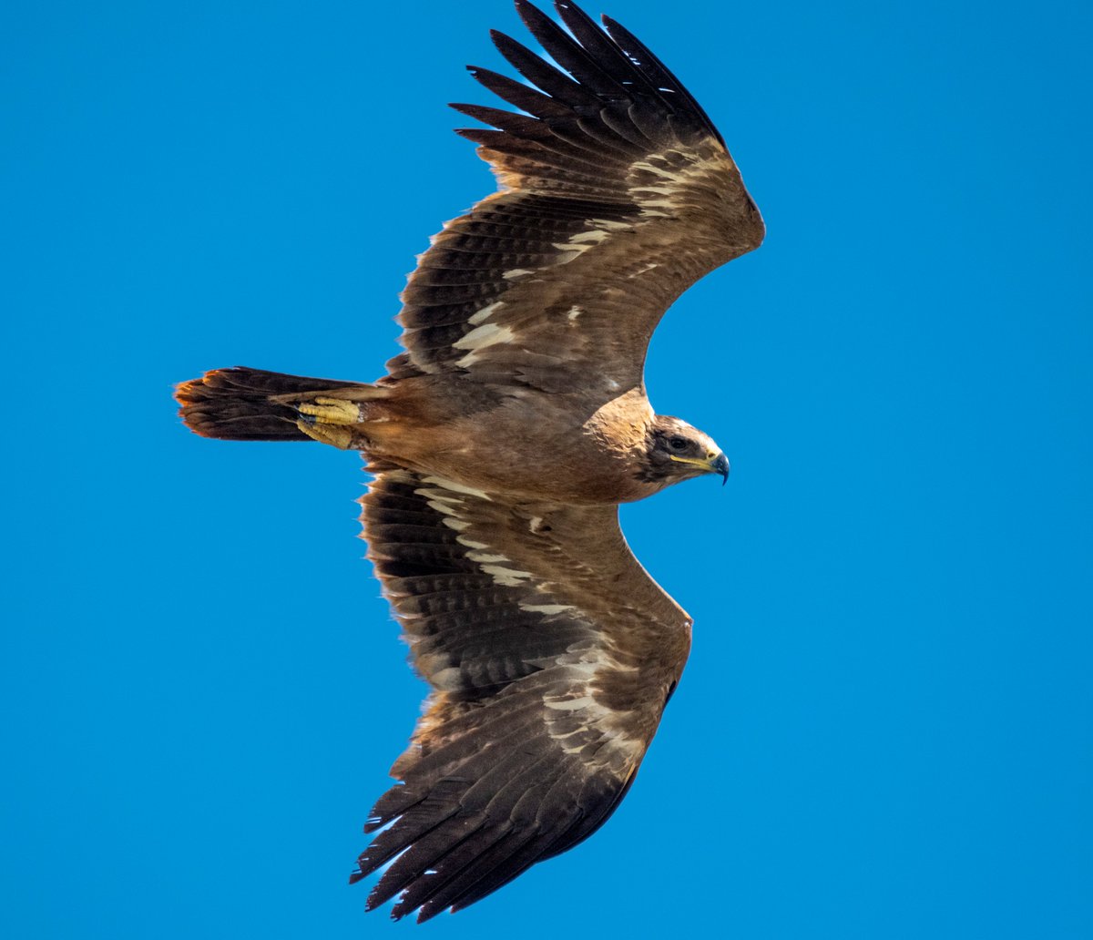 Günün Özeti 
#hangitür #birdphoto