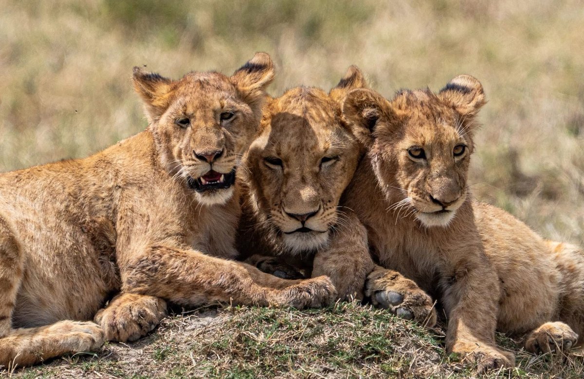GorillaExplorer's tweet image. Embark on exciting adventures with Gorilla Explorers! 🌿 Discover thrilling journeys and serene nature retreats that capture the essence of the outdoors at gorillaexplorers.com and begin your wild exploration journey today!

#ExploreWithUs #AdventureAwaits #GorillaExplorers