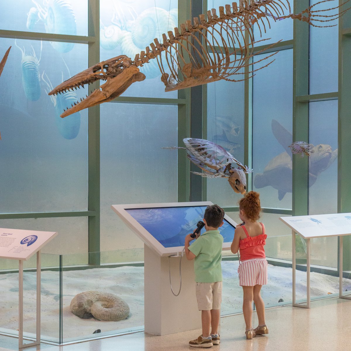Witte Museum ~ Nature, Science & Culture tweet media