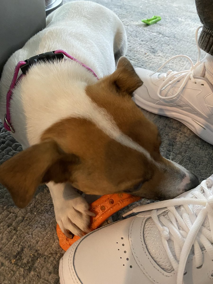 BelleLBear's tweet photo. #SundayVibes #Sunday 🩷#dogs #dogsoftwitter #zshq #dogsofX #ChewBone 🦴🦴#BabyBea 🦴🩷🦴🥳😋
New bone for ME, & new tennis shoes for Mom! It’s a grrrrrrrrreat day pals!😂😁😋 https://t.co/upAxXA5arq