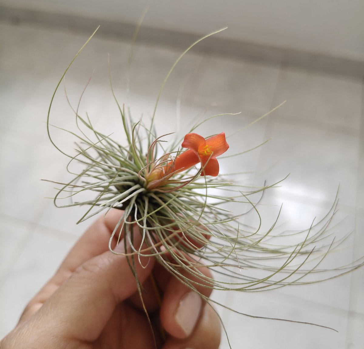 Tengo una de mis tillandsias florecida 😍🫠 ¿Ustedes que tienen?