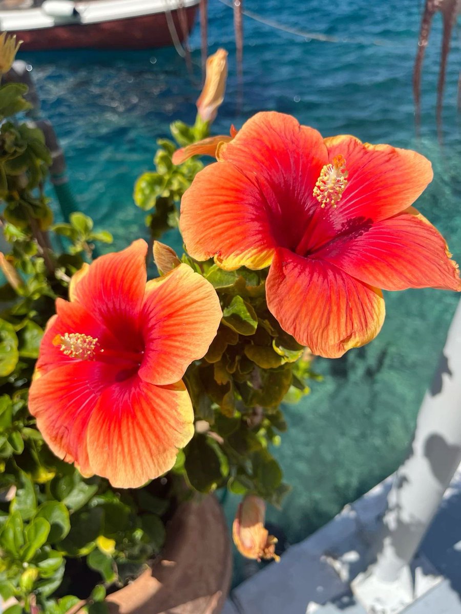 naturehealyou's tweet photo. summer core https://t.co/Uv3HVAk2j2