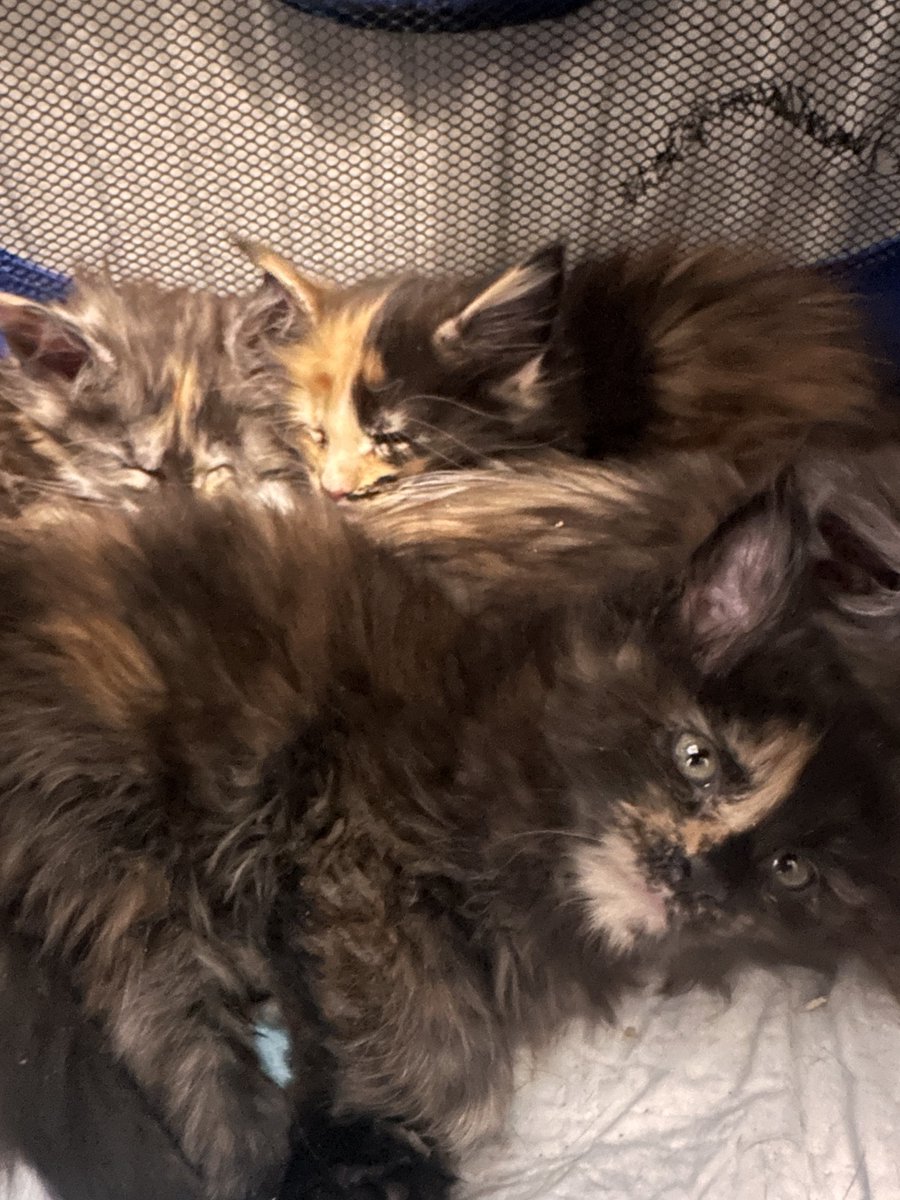 neo 🍵ˢᵘˢˢᵉᵈ ᵃᵗ ¹ᵏ tweet media