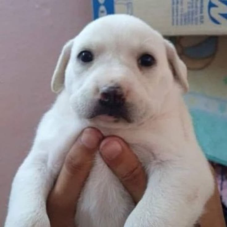 dogvale tweet media