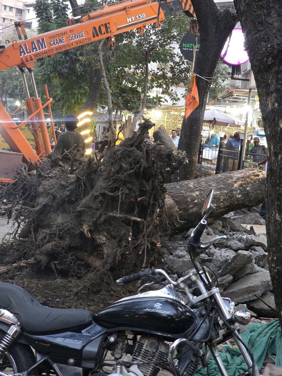 n4nash's tweet photo. Hope someone puts it back to some ground to regrow or elderly tree 🌳 life can come back by oxygen. #life #oxygen #greenhouse #effect #globalwarming https://t.co/5xEjXfHjBK