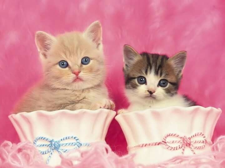BunnieKat1962's tweet image. MeowUp! 
Good Morning! 
Have a Purrrfect Day! 
Happy 
#SundayVibes 
#kittens
#cats
