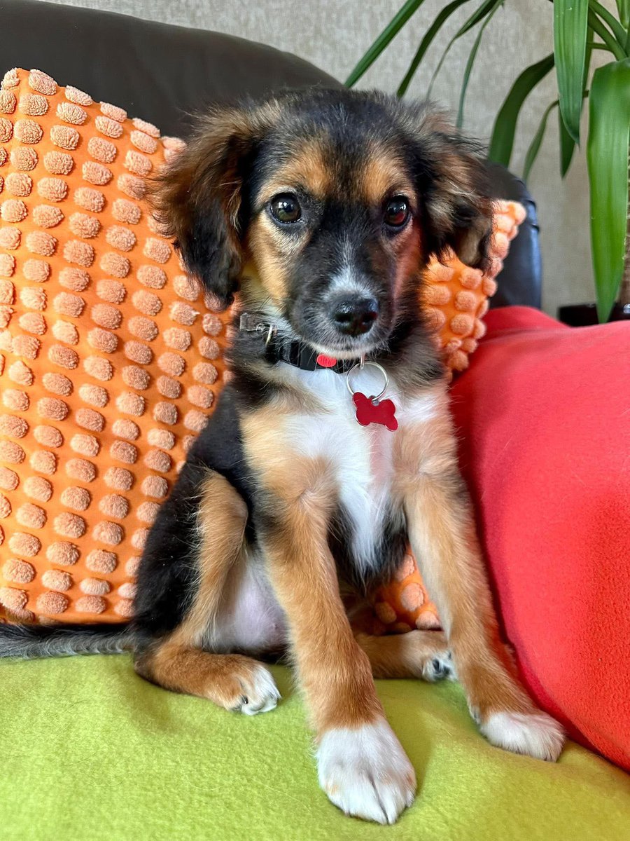 4-miesięczna Knieja ❤️❤️❤️ pilnie szuka kochającego Domu! ❤️