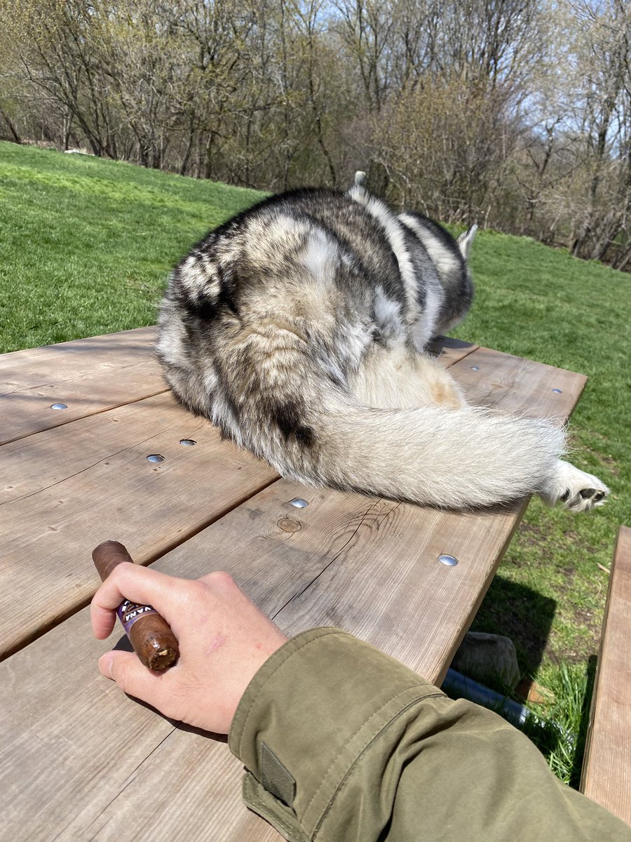 akiraBabyyyyyy's tweet image. I kid you not when I say I’m truly a dog whisper. They all love me, and never bark, LIKE NEVER… it’s like I have aura in my presence I don’t know about but they sense it. #pets #dogs #sunday #aura