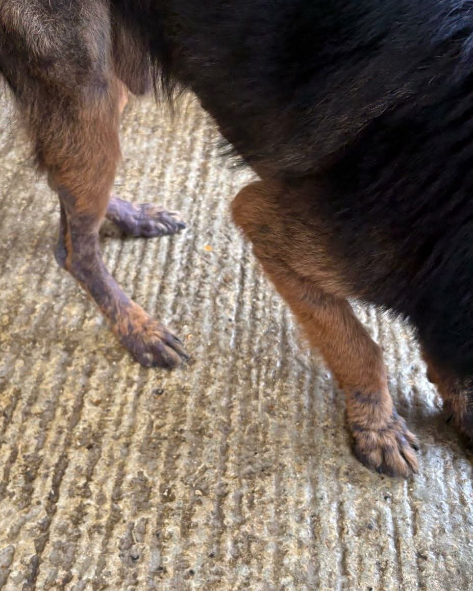 AdoptionsUk's tweet image. Urgent, please retweet to help find foster, forever homes and DONATIONS to get this and other dogs out of a council pound before the council kill them #WALES #UK 
 💔 SUNDAY 26 April.  DESPERATE PLEA FOR HELP 💔
Donations please here👇
 SORT CODE 30 99 50
 ACCOUNT 23157368
Shads