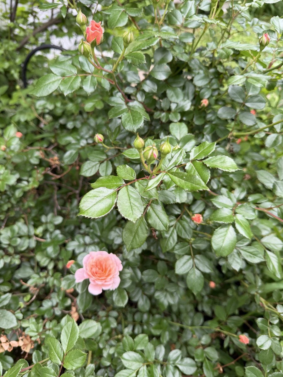 Harmeet K. Dhillon tweet media