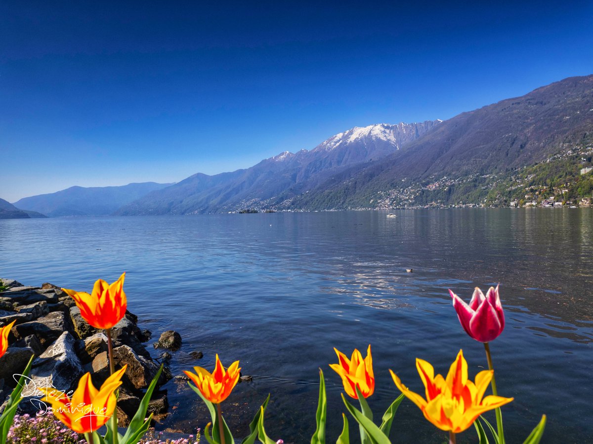 DelezeD's tweet image. Un air de vacances 💙☀️🌷🇨🇭
Ascona, Tessin, Suisse, 04/2026

#suisse #switzerland #ticino #lagomaggiore @MySwitzerland_e