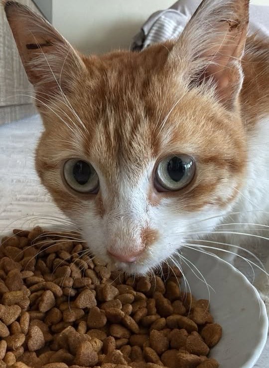 danasu naz tweet media