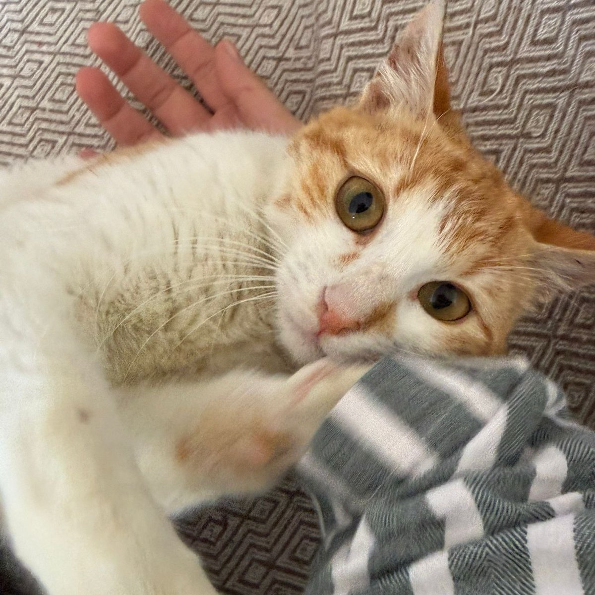 danasu naz tweet media