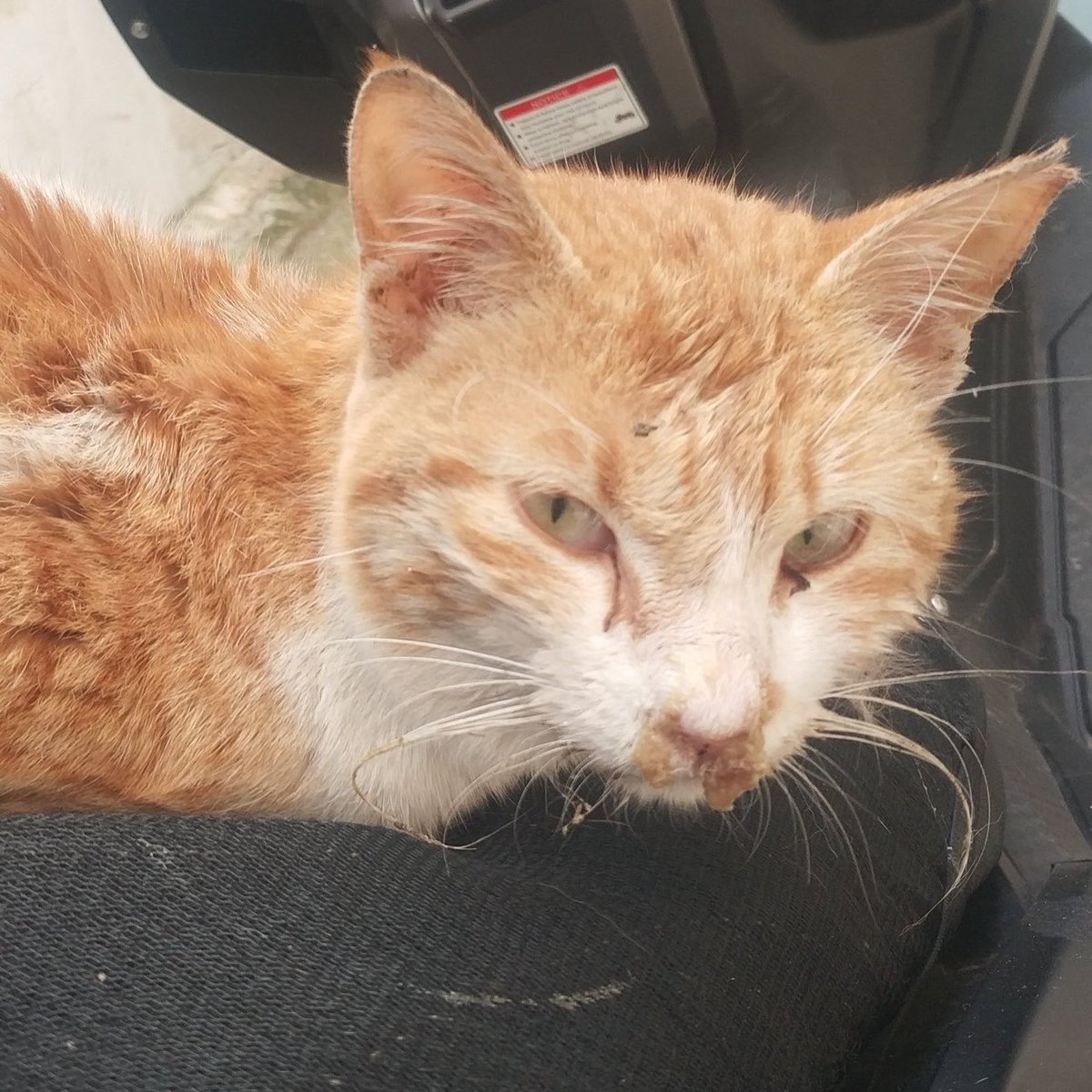 danasu naz tweet media