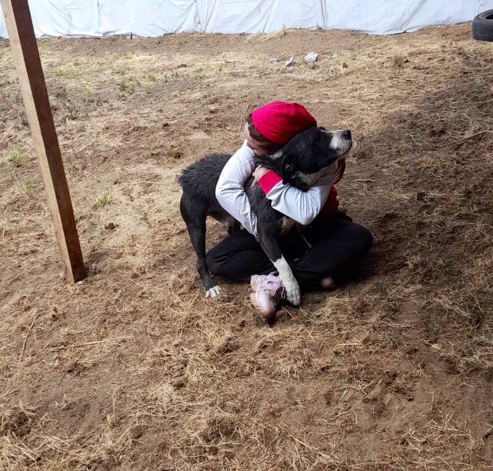 Fundación Toby es el único hogar que muchos de estos perritos han tenido.

Él es Chuchito.
Si me conoces, seguro me has escuchado gritar por todo el refugio:
“¡Mi Chuuuuchiiii!” 🧡

Chuy lleva casi 7 años con nosotros.
7 años de historias, de juegos, de risas…
y también de