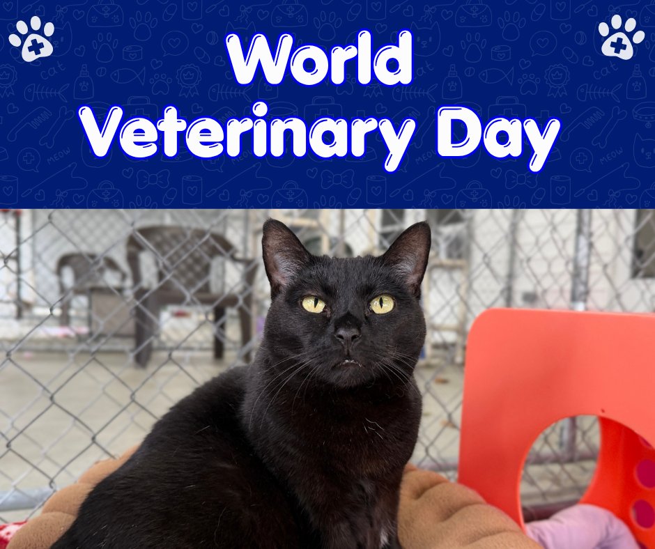 BlindCatRescue's tweet image. 🐾 Happy World Veterinary Day! Behind every healthy cat is a dedicated vet: performing surgeries, giving vaccines, and carrying heavy hearts with gentle hands. Thank you to every vet who cares for our sanctuary cats and your beloved pets. 🩺💙🐱