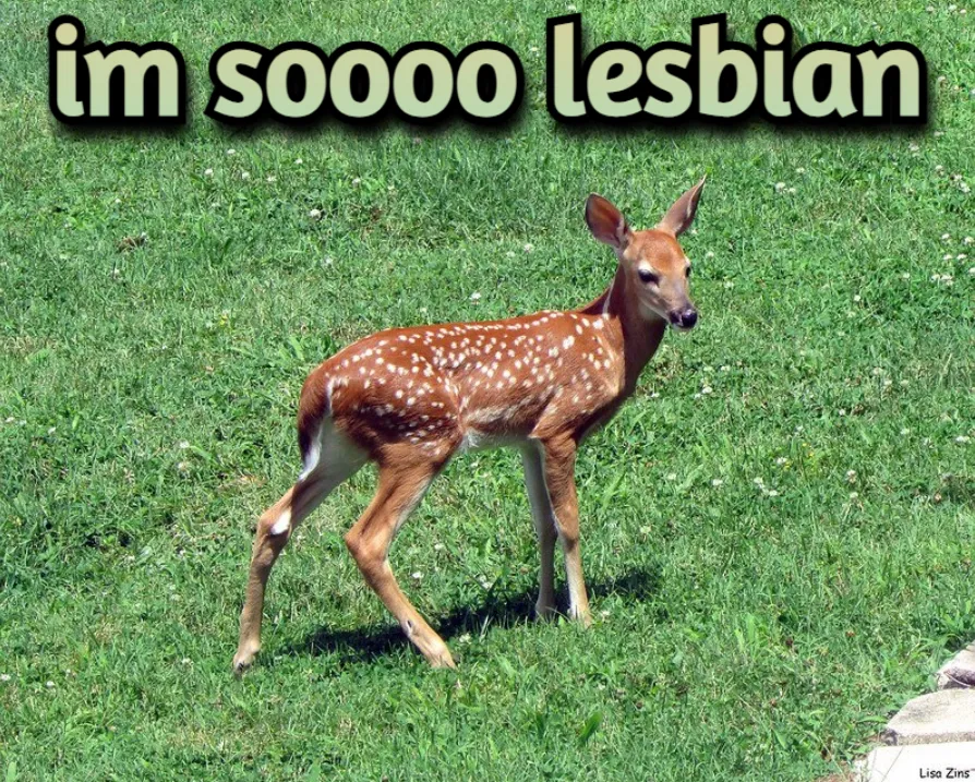 mfing deer girl 2sday tweet media