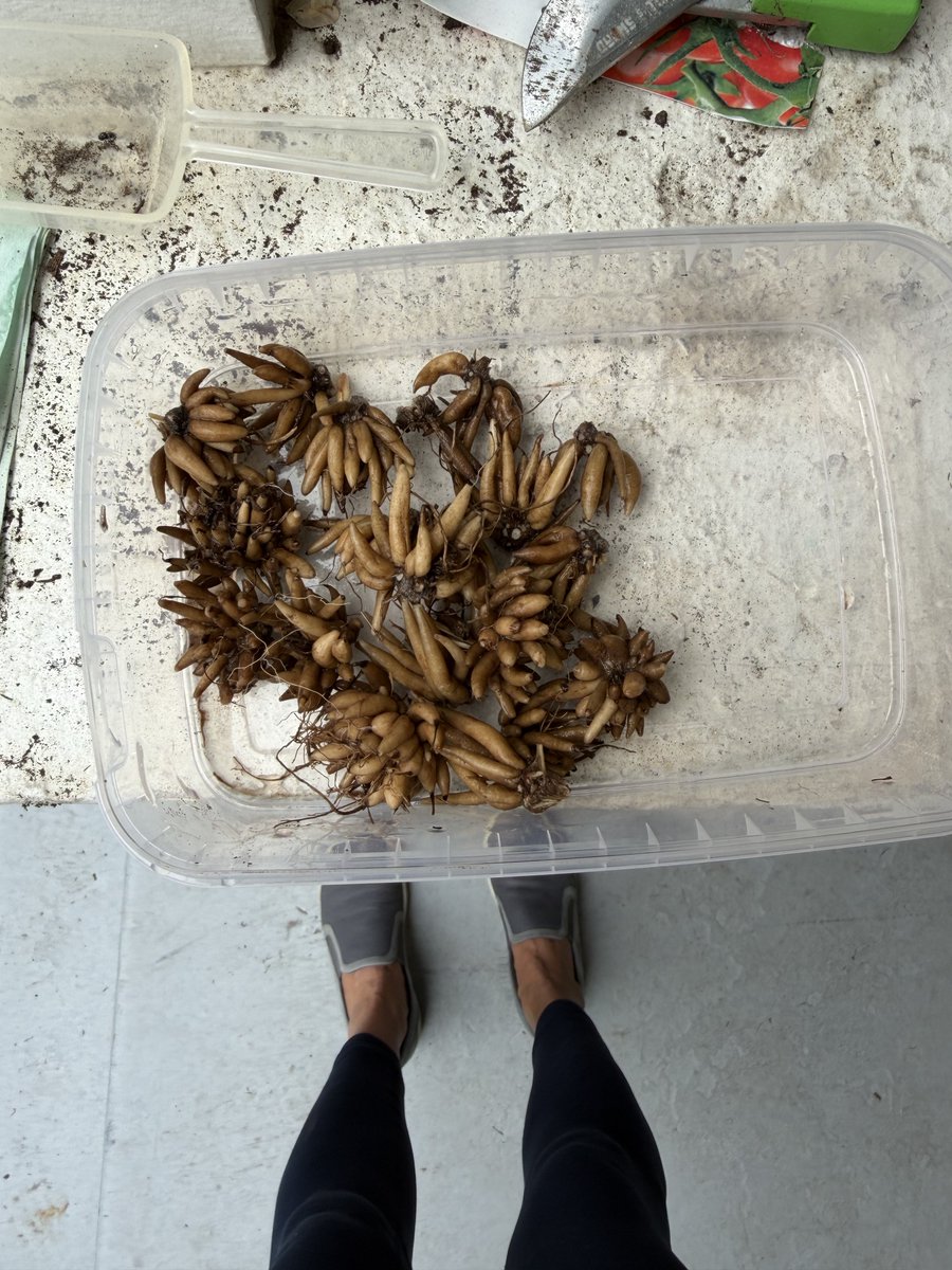 Harmeet K. Dhillon tweet media