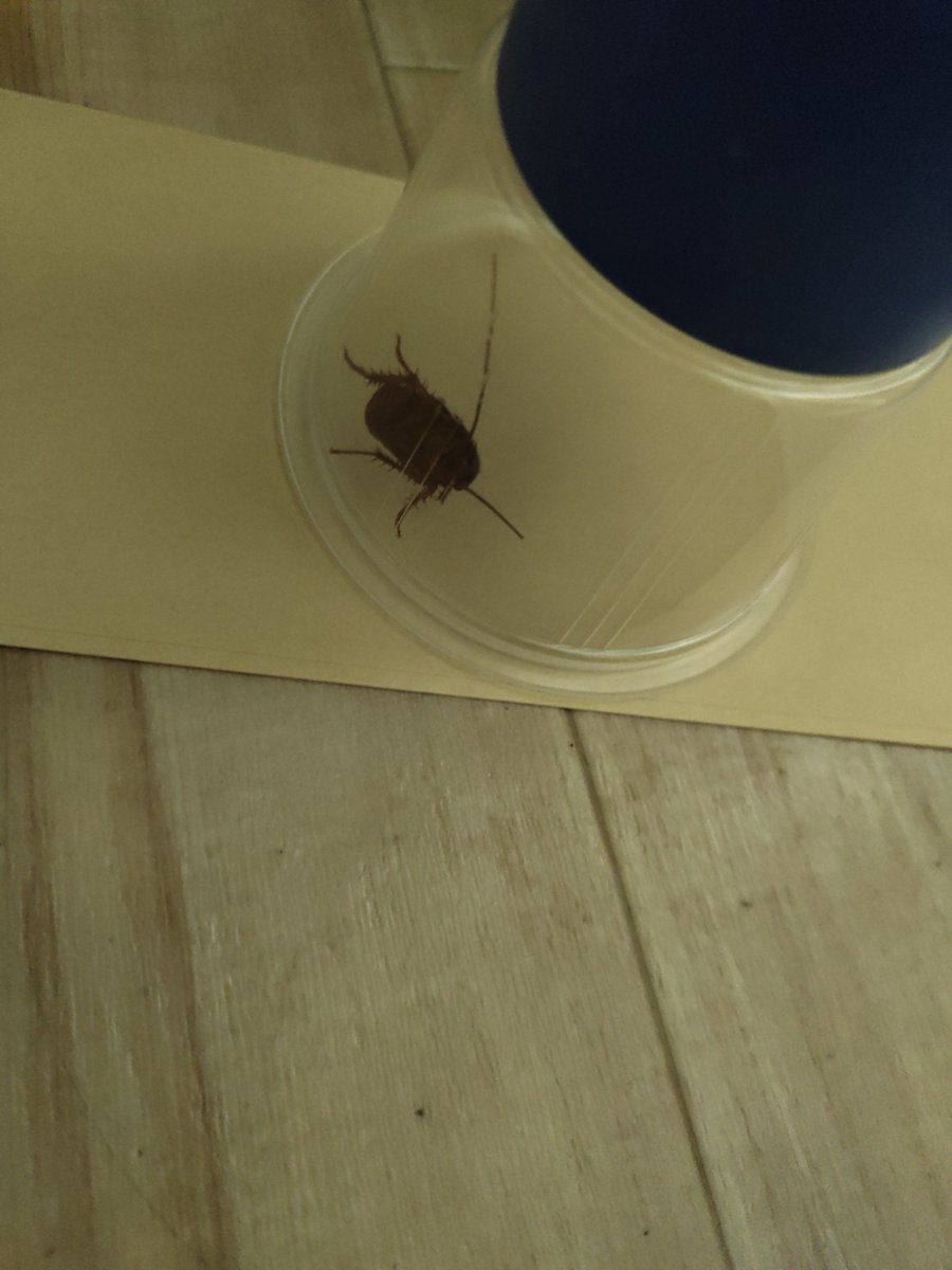 Okutodα✌️ tweet media