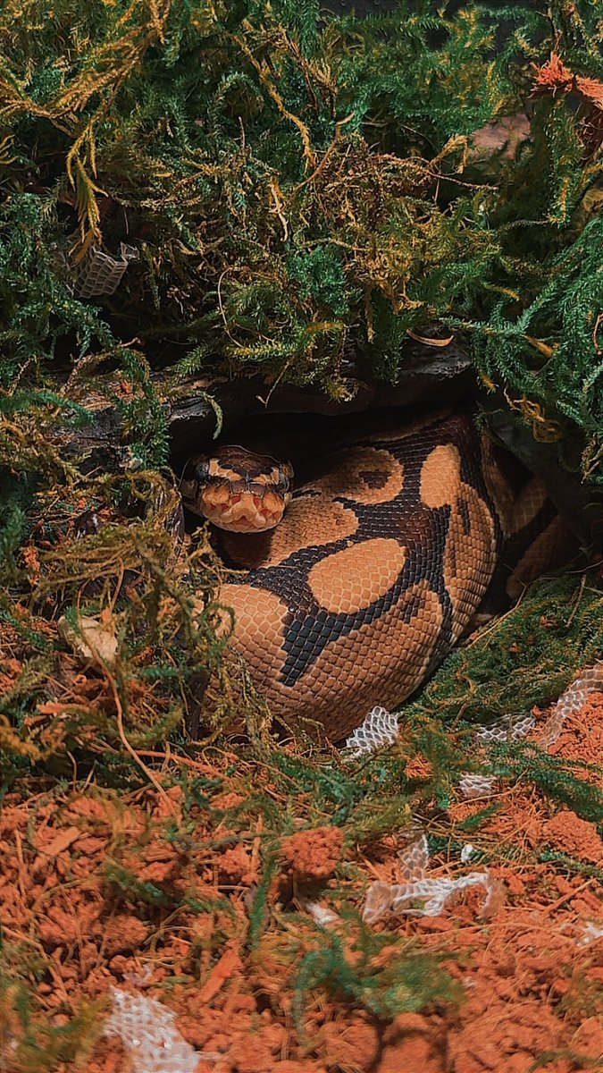 Bunny Bumkin🎀💕「 ✦ Sinergy ✦ 」 tweet media