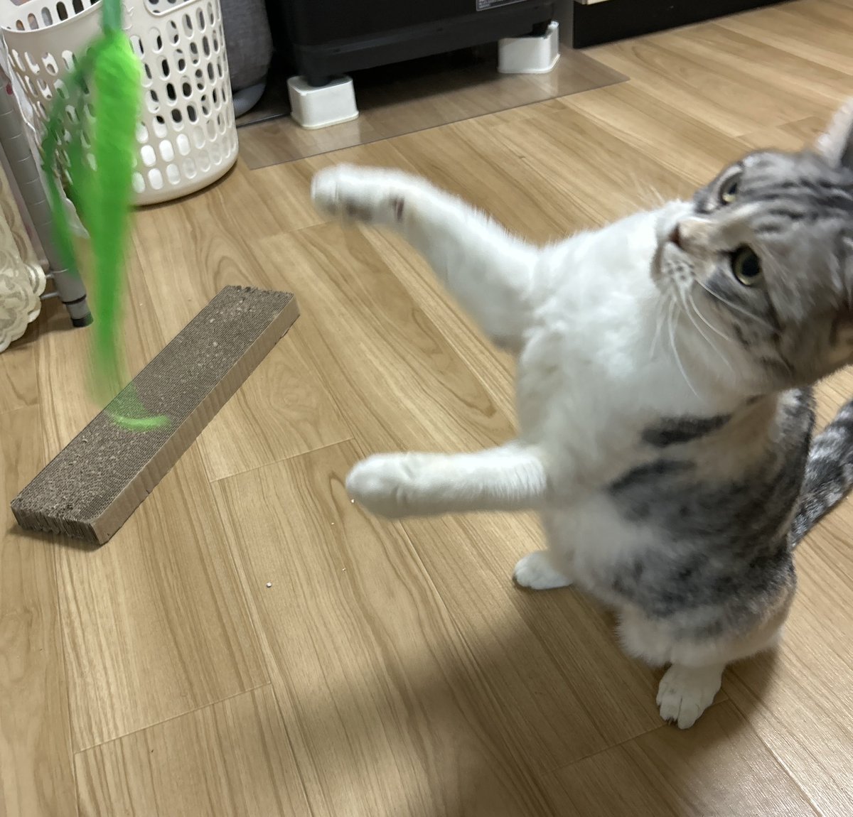 ココにん tweet media