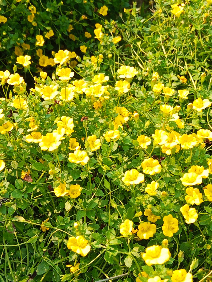 หมีใหญ่ tweet media