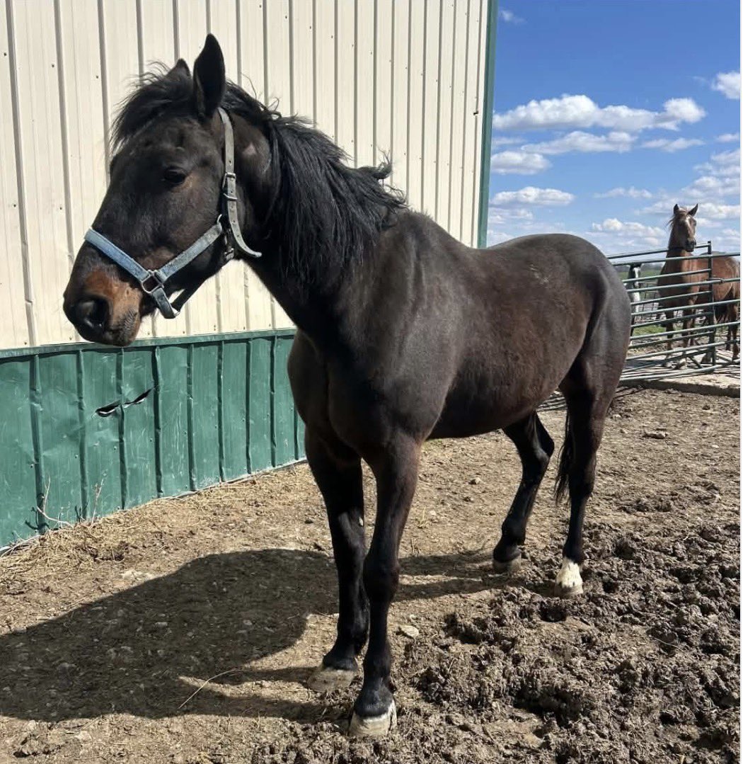 Two Wild Hearts Sanctuary tweet media