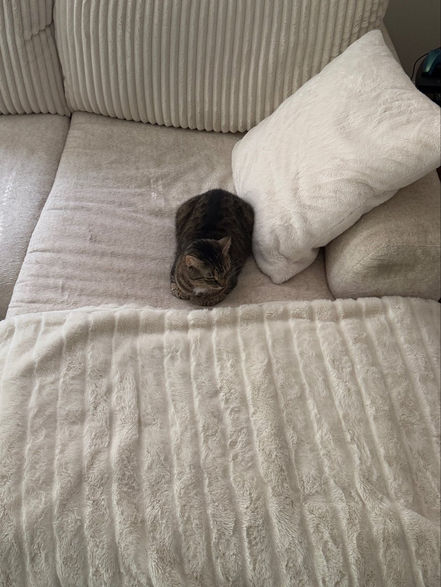 wiggy 🦥💨 tweet media