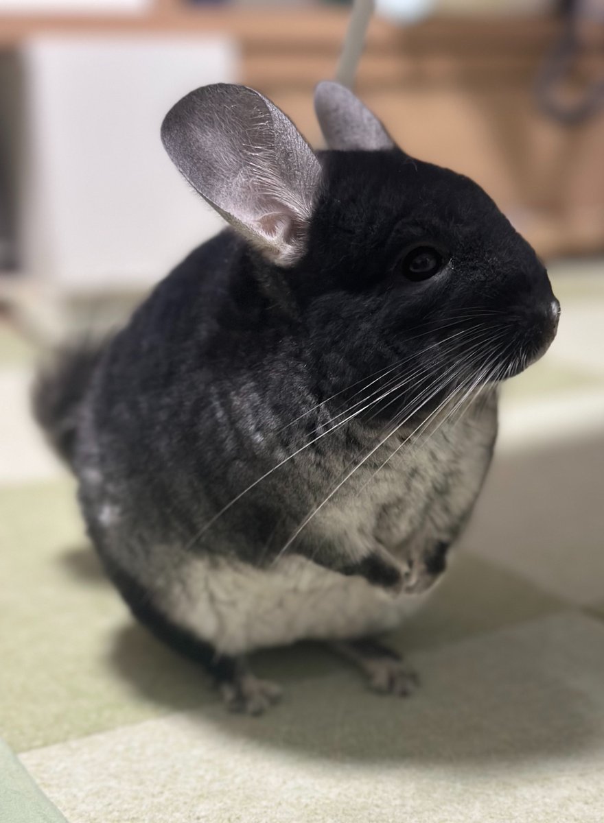 チンチラのチュピのすけ🐭チャムころう🐭 (@raiki_angels) / Posts / X