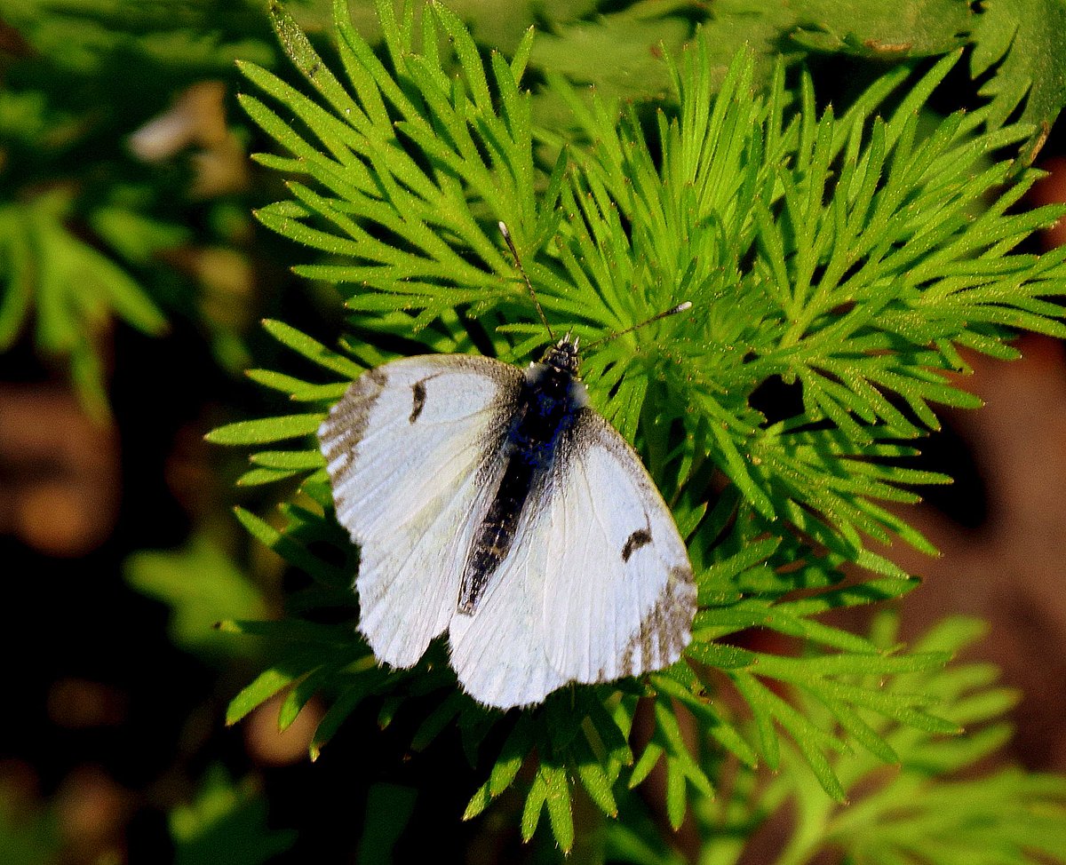 28MaaikeVogel09's tweet image. #goedeavond 
Vandaag #26april is #dag26 van #camer_a_pril initiatief van @jolandabrwr 
Vandaag staat in het teken van #vlinders 
Dit jaar heb ik al 2 × een oranje tipje, 1 × een geaderdwitje en 1 × een bont zandoogje kunnen fotograferen. 
#fijnezondag avond en #genietervan
