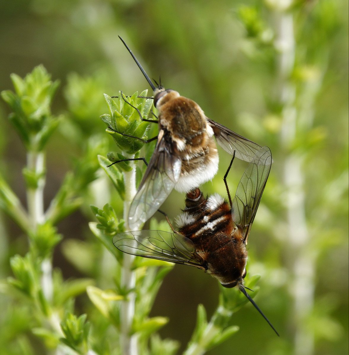 lynda_lambert's tweet photo. Bombylius cruciatus. Tavira barracol. Algarve #BeeFlies https://t.co/shVY2SeNuC