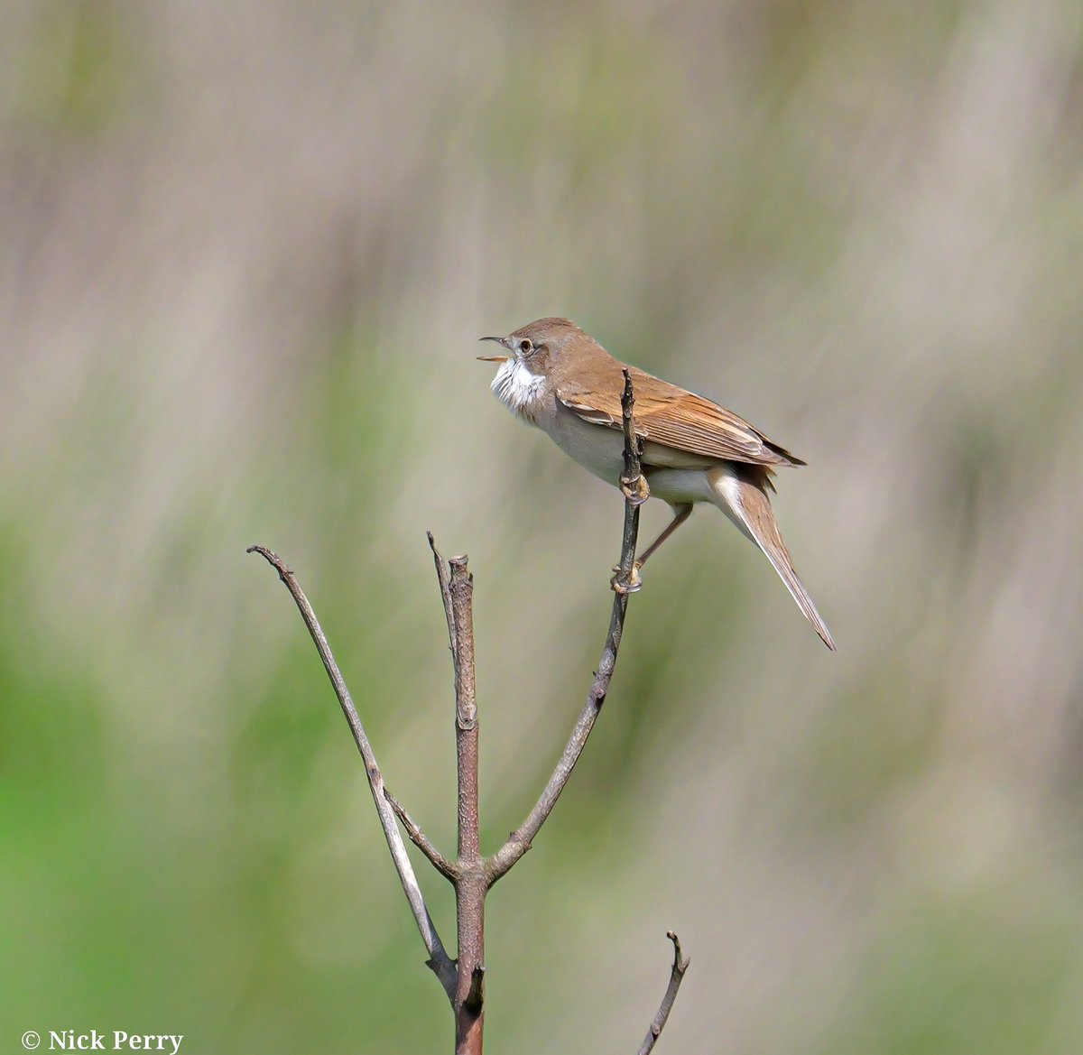 nickyperry82's tweet image. Common whitethroat.
26/4/2026
Monk Nash beach 🏴󠁧󠁢󠁷󠁬󠁳󠁿

#Twitternaturecommunity
#birding #birdwatching
@RSPBCymru 
#NatureTherapy