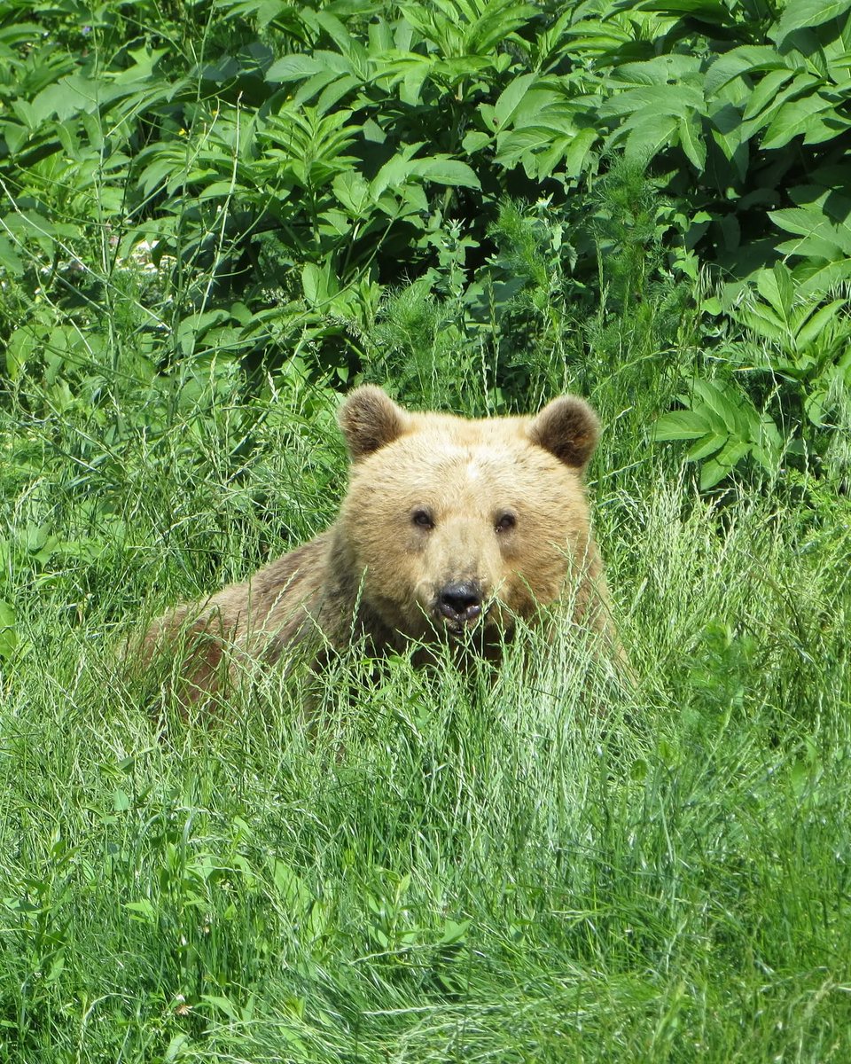 BEAR SANCTUARY Belitsa tweet media