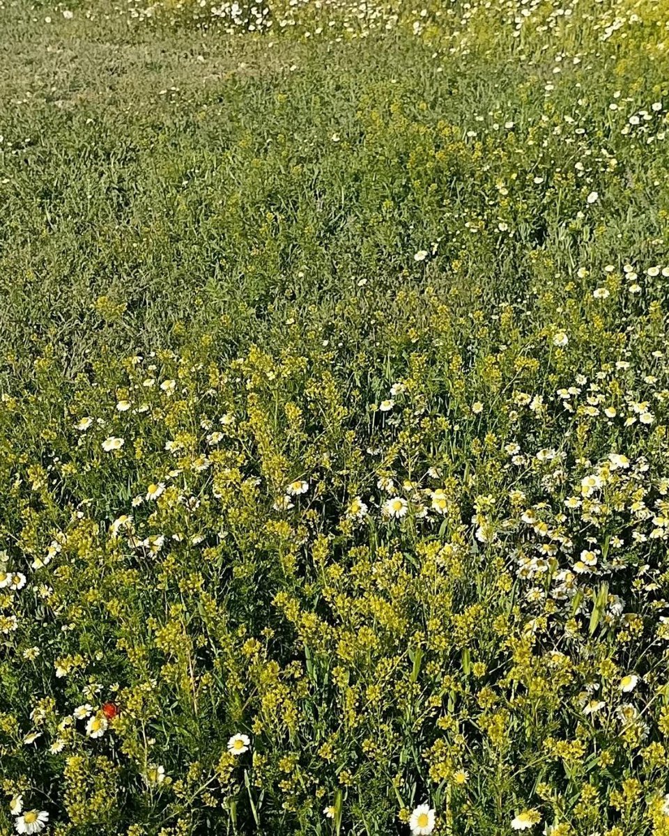 obruklumm's tweet photo. 🌼💐 Obruk’ta bahar...

#Bahar #Çiçek #Papatya
#Obruklum #OBirObrukAşığı 

@obruklumm https://t.co/YVCYgCptBe