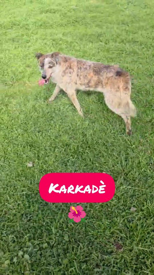 Trovatelli4000 tweet media