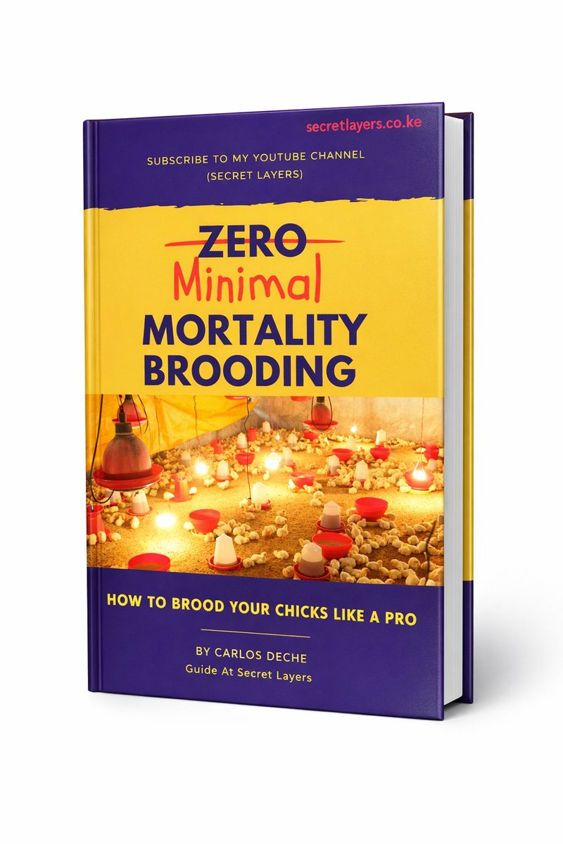 LayersSecret's tweet photo. 2 Free Layer Poultry Farming Ebooks if you fill this short survey.

It takes 1 minute 
(30 seconds if you're fast)

Get your copies here👇🏿
https://t.co/UOlokKCQ6w

#layerpoultry #ebooks #farmingguide #brooding #eggbusiness #chickenfarming https://t.co/k22ZDvn60o
