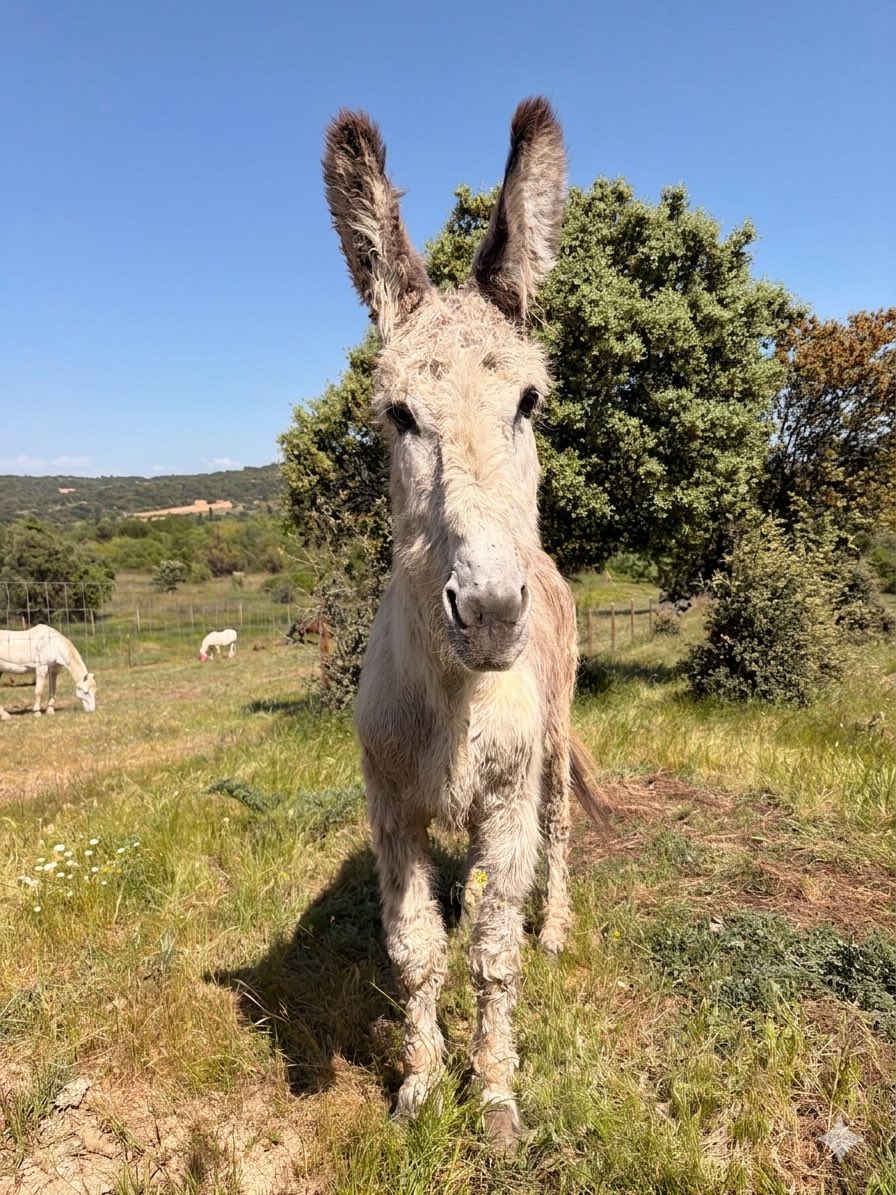 santuariovegan's tweet photo. Esta mañana Kike pudo quitarse la suciedad acumulada durante años y años y mirad que guapo 🤩🤩🤩

Después del baño y un buen cepillado ha salido muchísima suciedad. La que arrastraba después de doce años. 
Y es que se ha puesto así de guapo para celebrar su nueva vida y buscar madrinos y padrinos de buen corazón ❤️🫏 que tengan la empatía para entender que los animales merecen una realidad muy diferente a la que habitualmente viven. 

Esto es solo uno de los primeros pasos, como sabéis Kike está muy cojo de uno de sus pies, tiene los cascos es un lamentable estado y antes de poder juntarlo con el resto tendrá que acudir al hospital a una revisión completa y esterilización. 

Amadrina y Ayúdanos a darle la vida que se merece 🙏
https://t.co/oW4bw4EEqn

Otras formas de ayudar: 

Bizum ONG 02167 
PayPal: info@santuariovegan.org 

❣️Puedes donar a la campaña desde el link de nuestra BIO
https://t.co/73XVMrzeB3

❣️Hazte socia/o→ https://t.co/in9QiJkdQr
❣️Amadrinando→ https://t.co/wyKywoxqJp
❣️Donativos Paypal: info@santuariovegan.org
Otras formas de colaborar 
► Por solo 1€/mes Teaming → 
https://t.co/eYXro9TCun