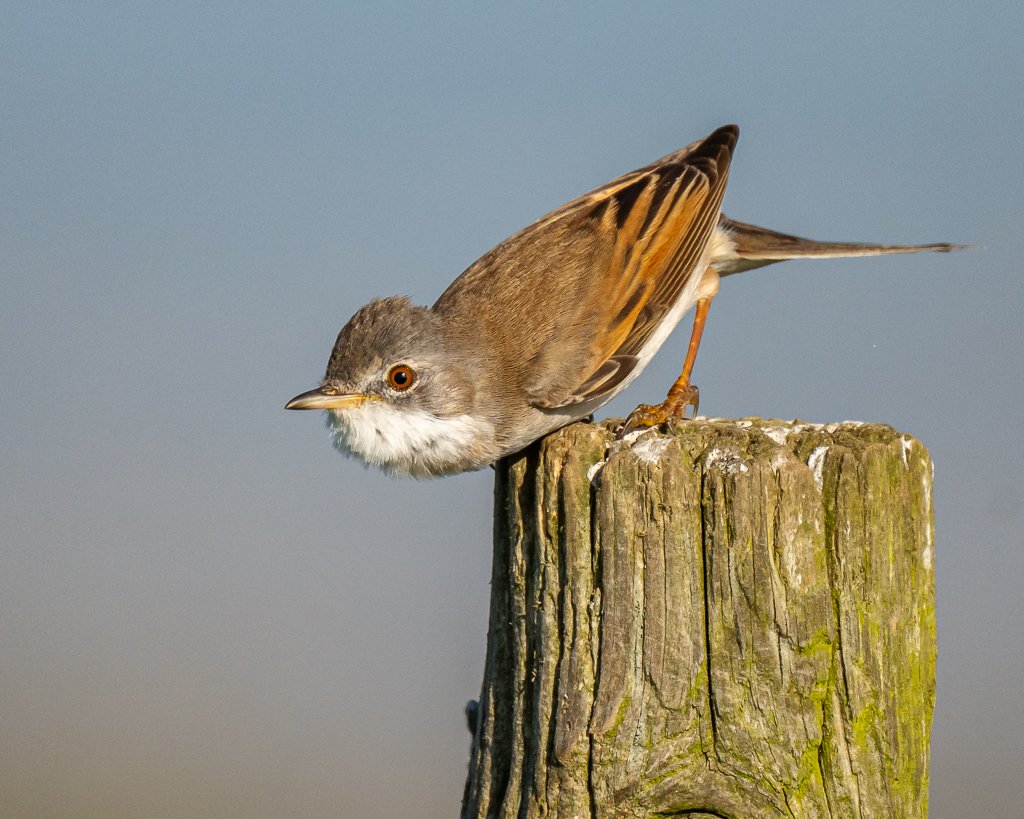 Steve Liptrot Photography tweet media