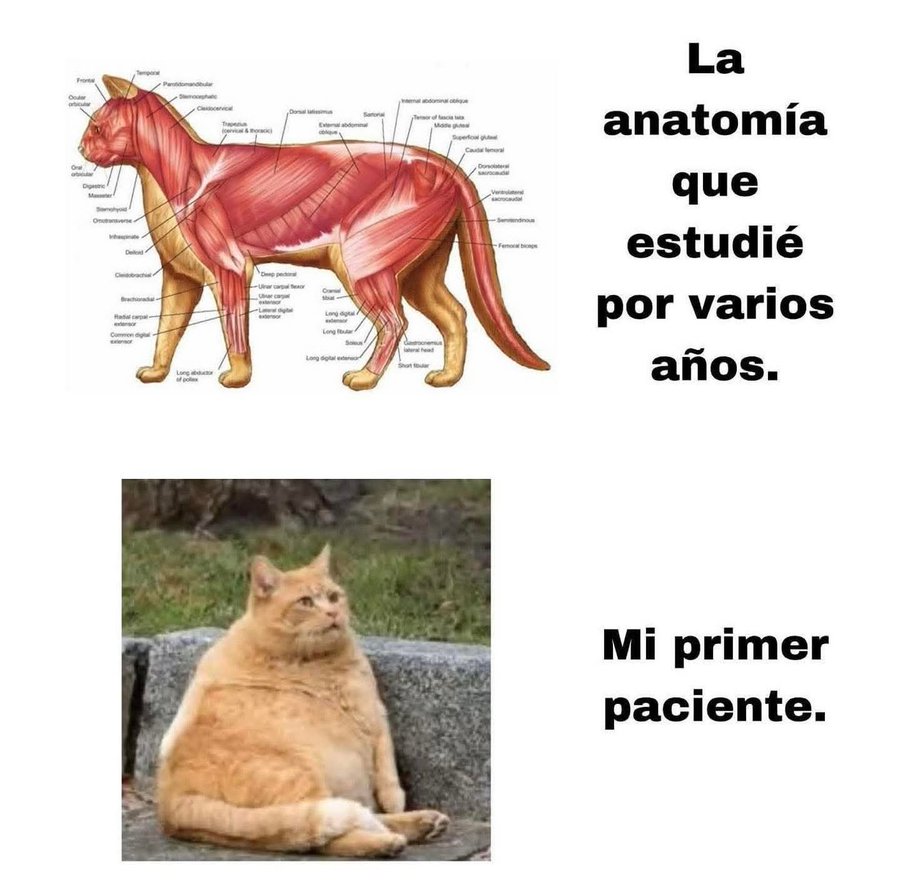 ANIMALITOS SANADORES tweet media